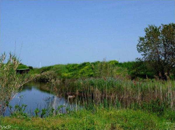 Uno dei laghi del Centro Habitat Mediterraneo LIPU di Ostia, con i pioppi ed uno dei capanni da birdwatching (foto Valeria Paganelli).jpg